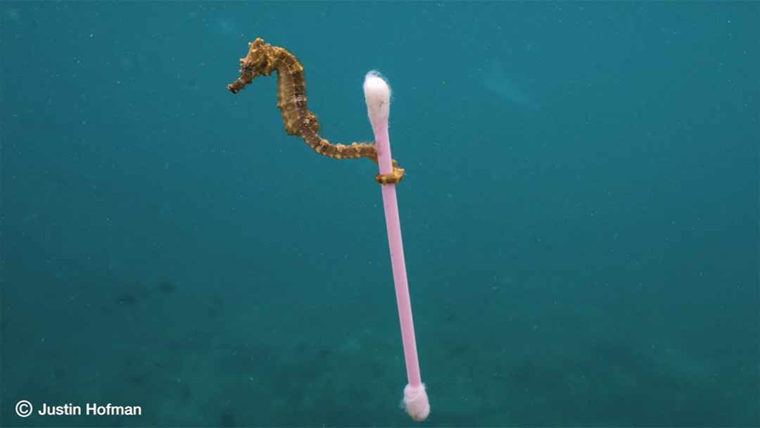 Film still from Aida Oquendo's The Tiny Seahorse
